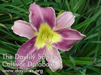 Daylily Chicago Silver